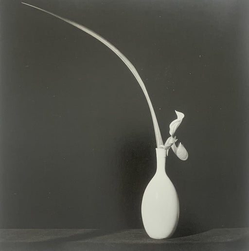 Robert Mapplethorpe - Orchid , 1982 - Print in Colors - FineArt Vendor