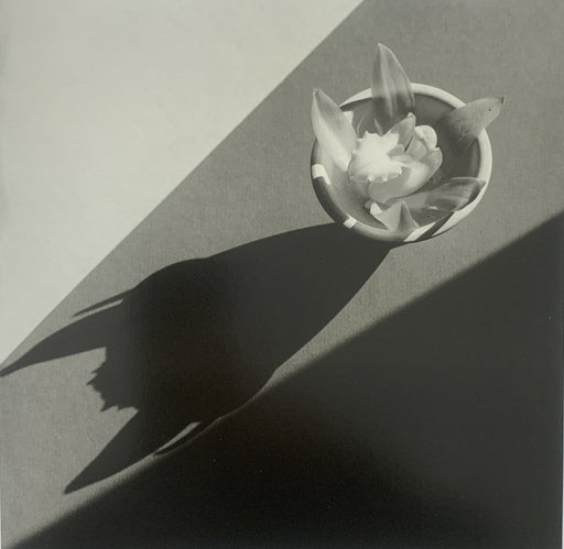 Robert Mapplethorpe - Orchid , 1987 - Print in Colors - FineArt Vendor