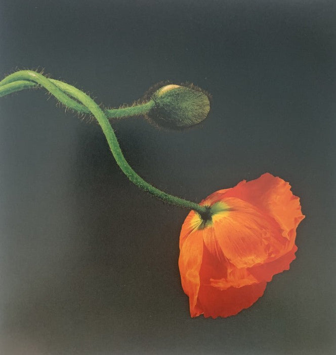 Robert Mapplethorpe - Poppy , 1988 - Print in Colors - FineArt Vendor