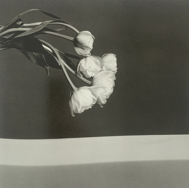 アート・デザイン・音楽 Mapplethorpe Robert Mapplethorpe - Tulip , 1982 - Print in Colors