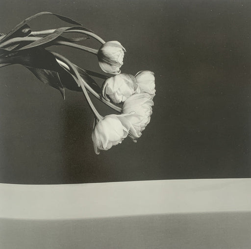 Robert Mapplethorpe - Tulip , 1982 - Print in Colors - FineArt Vendor