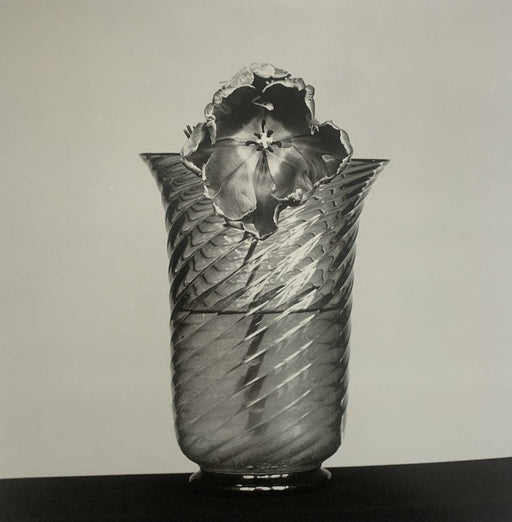 Robert Mapplethorpe - Tulip , 1982 - Print in Colors - FineArt Vendor