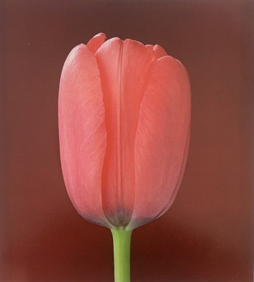 Robert Mapplethorpe - Tulip , 1988 - Print in Colors - FineArt Vendor