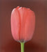 Robert Mapplethorpe - Tulip , 1988 - Print in Colors - FineArt Vendor